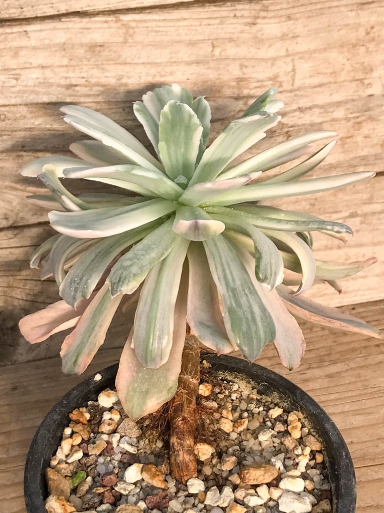 SHPR8378 Echeveria ‘Hoveyi’ variegated - Image 2