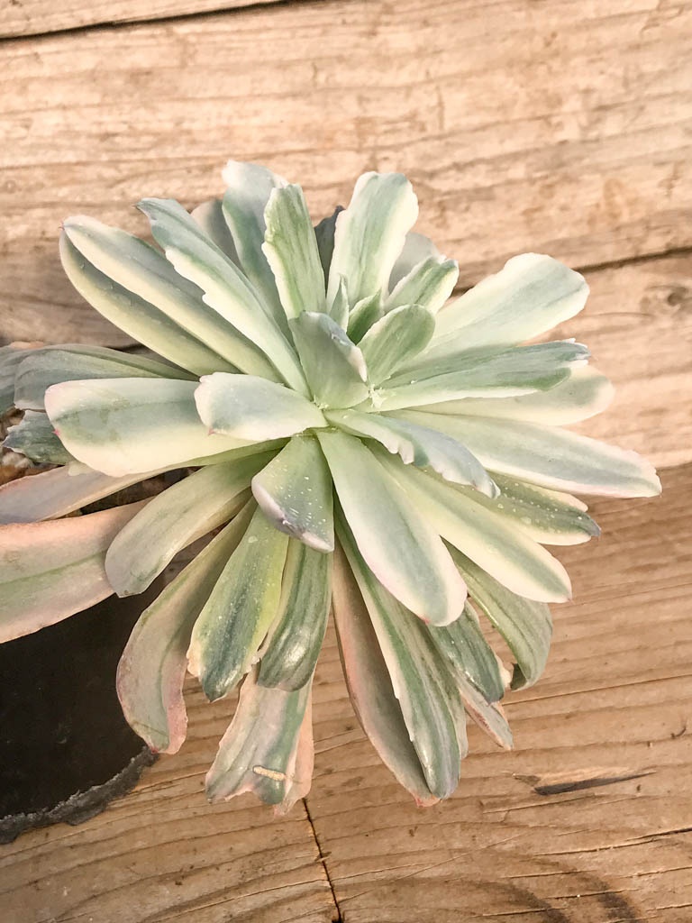 SHPR8378 Echeveria ‘Hoveyi’ variegated - Image 3
