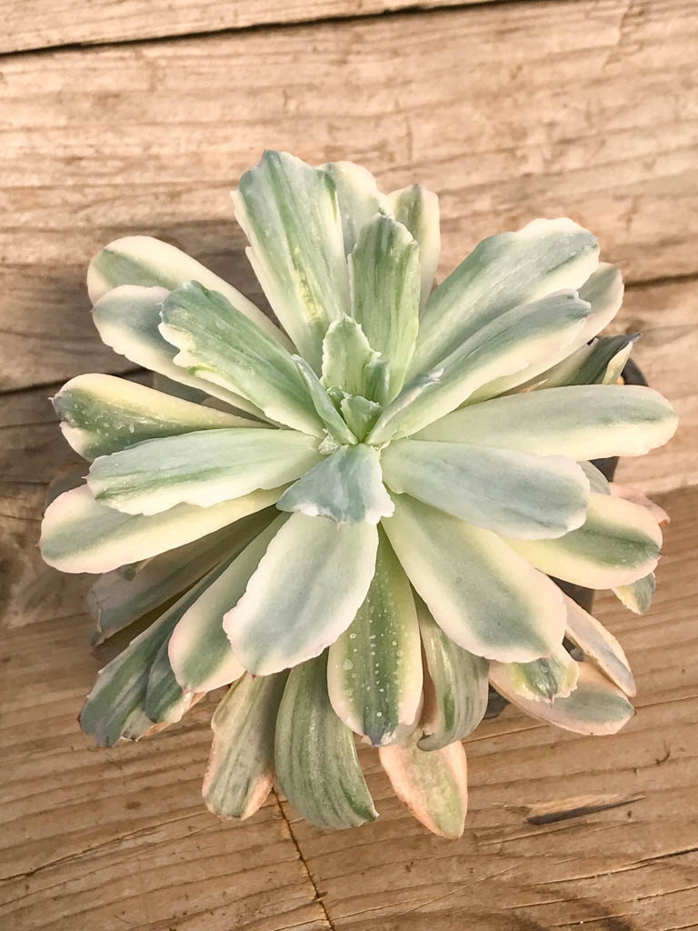 SHPR8378 Echeveria ‘Hoveyi’ variegated