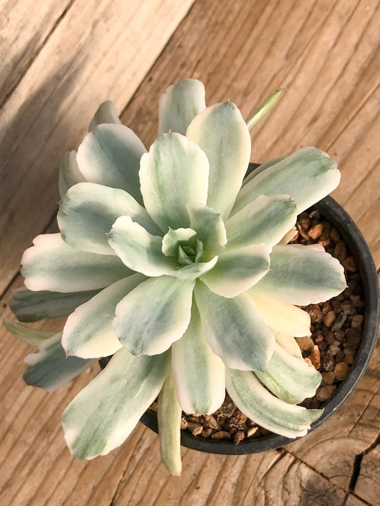 SHPR8378 Echeveria ‘Hoveyi’ variegated - Image 5