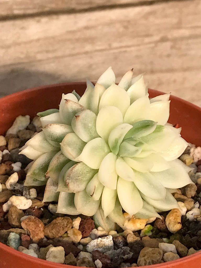 SHPR8380 Echeveria ‘Mebina’ variegated, 2 heads