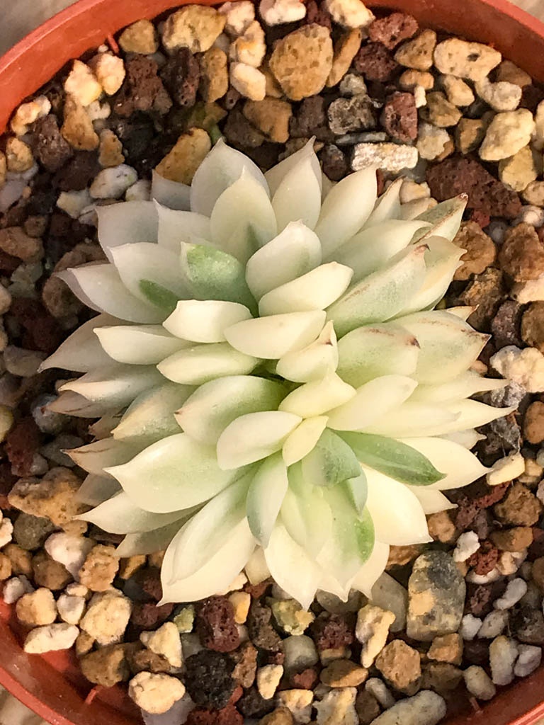 SHPR8380 Echeveria ‘Mebina’ variegated, 2 heads - Image 3