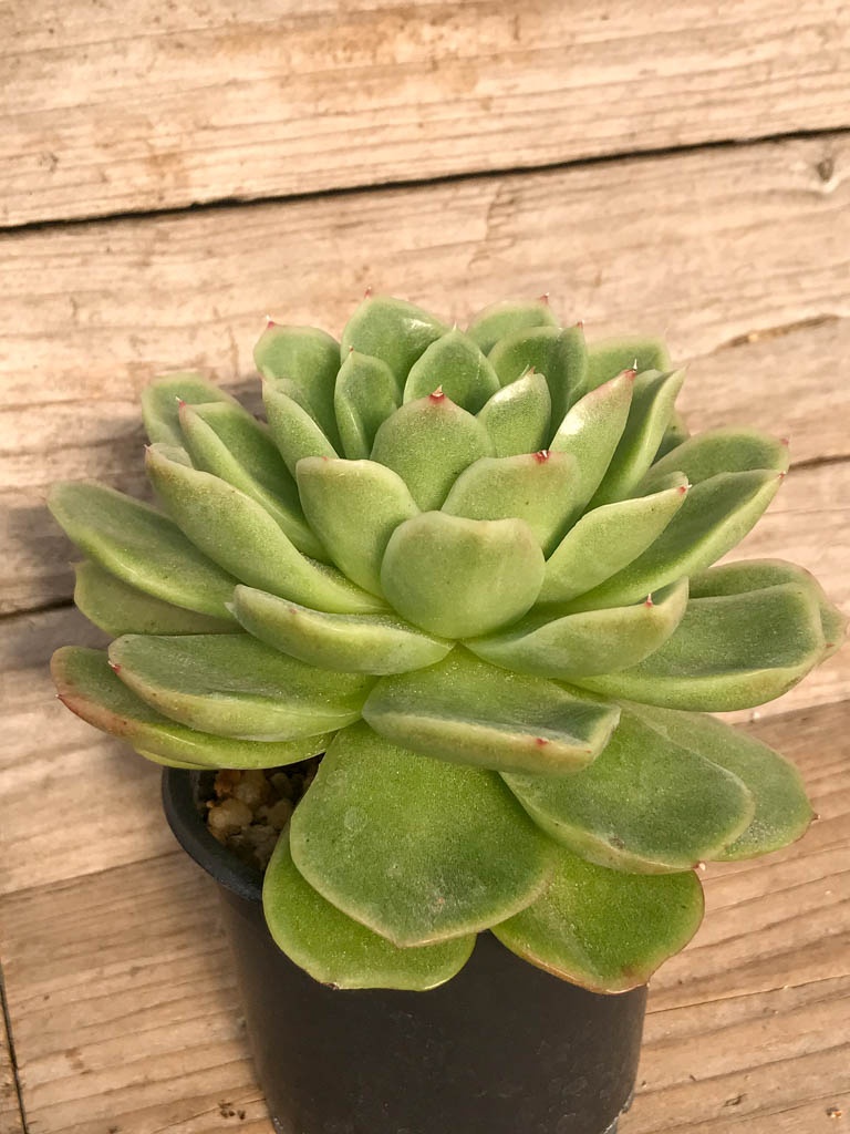 SHPR8381 Echeveria 'Noble' - Image 5