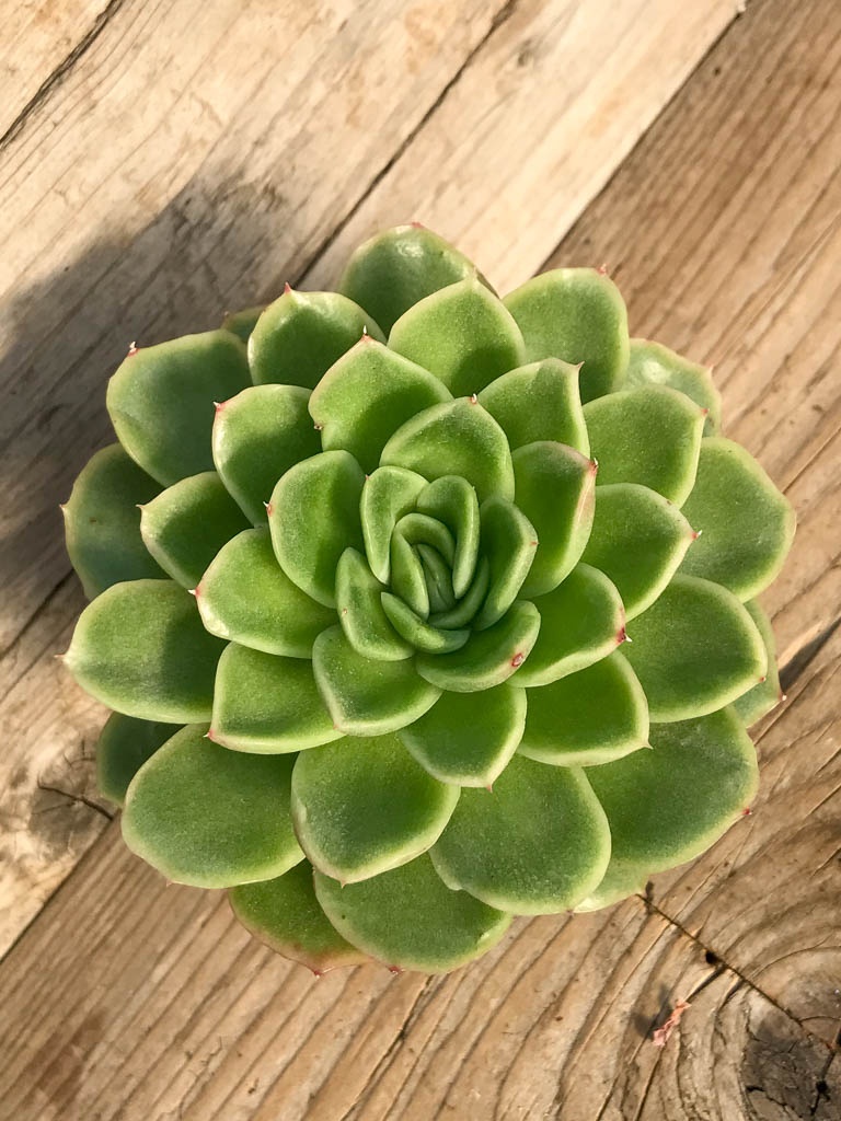 SHPR8381 Echeveria 'Noble'
