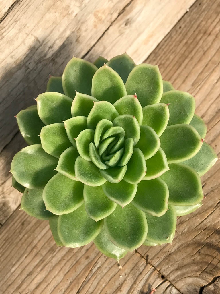 SHPR8381 Echeveria 'Noble' - Image 3