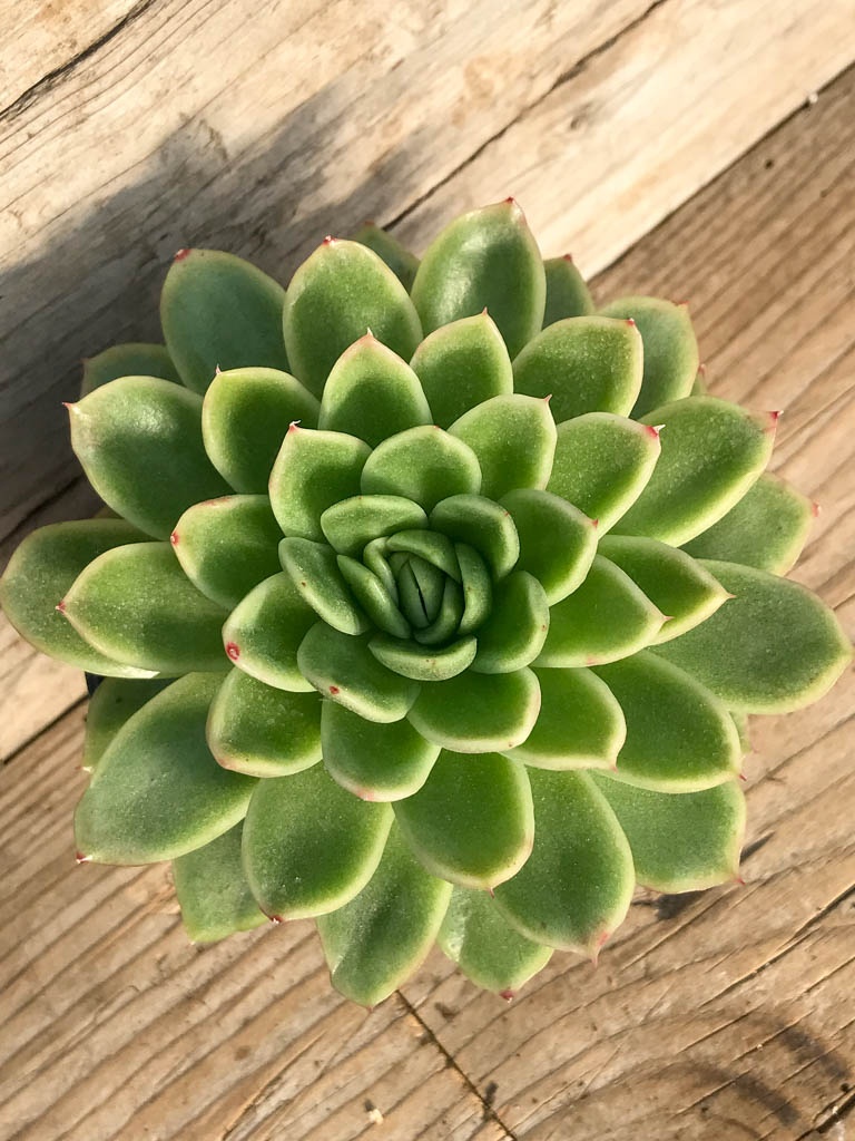 SHPR8381 Echeveria 'Noble' - Image 2