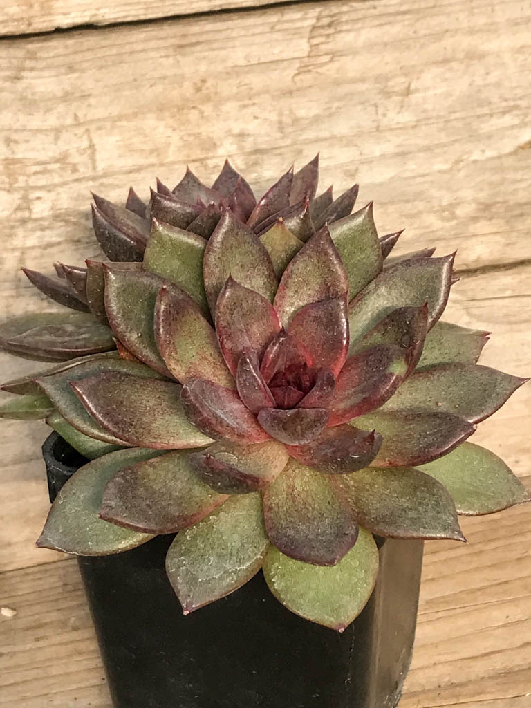 SHPR8382 Echeveria ‘Black rose’, 2 heads – Image 2
