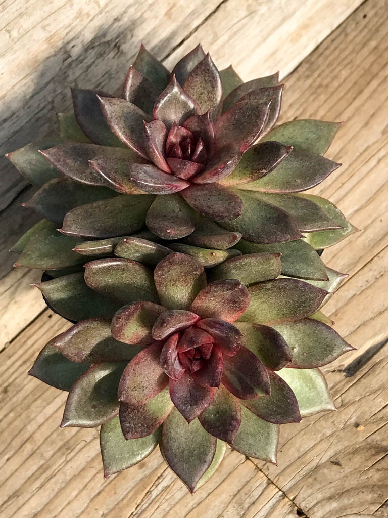 SHPR8382 Echeveria ‘Black rose’, 2 heads