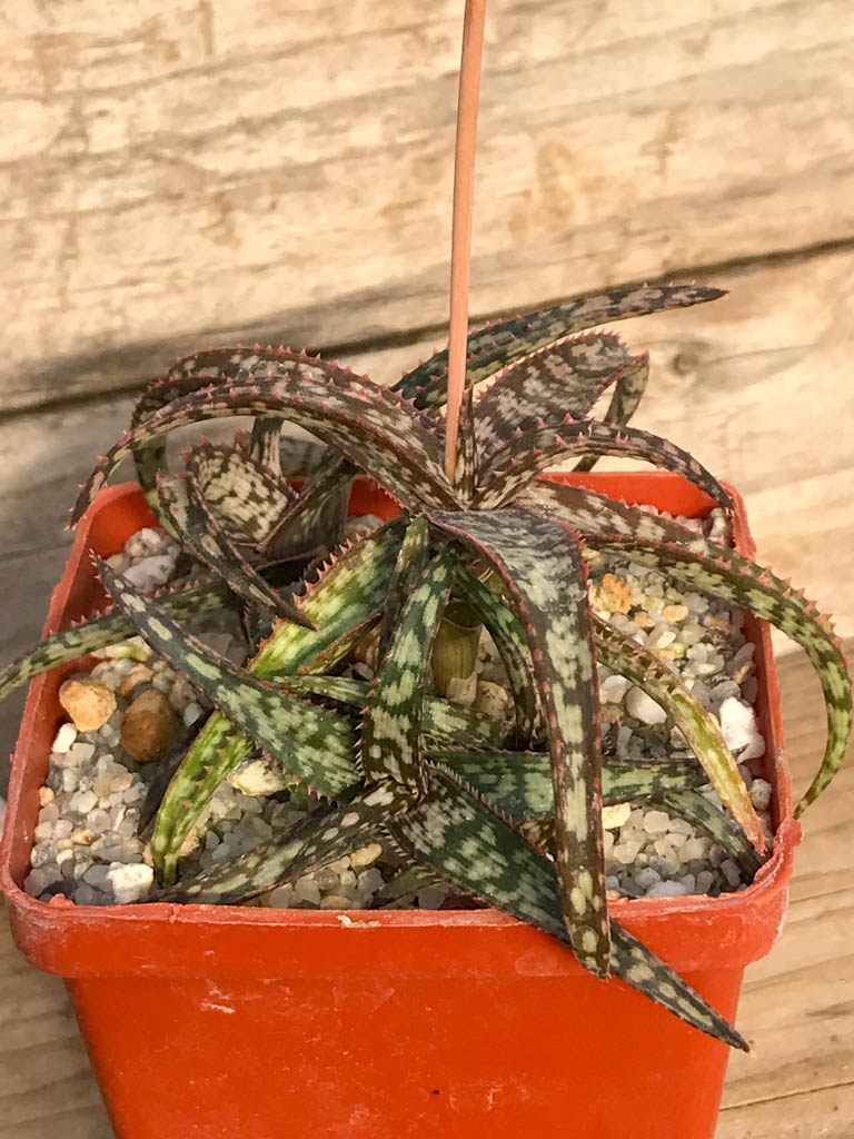 SHPR8383 Aloe bakeri, Madagascar