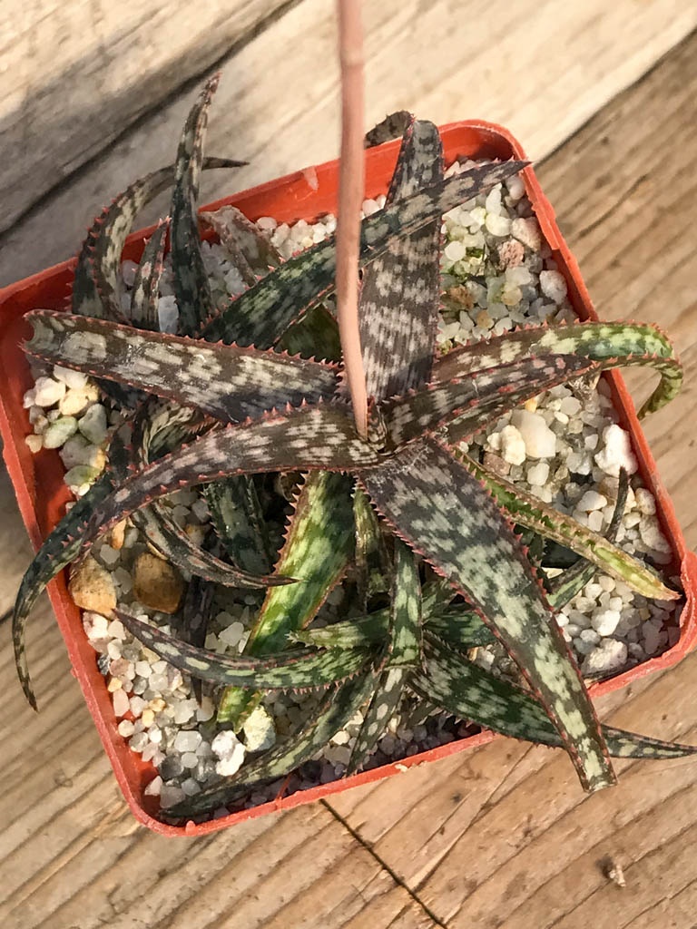 SHPR8383 Aloe bakeri, Madagascar – Image 3