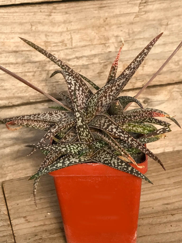 SHPR8384 Aloe bellatula, Madagascar