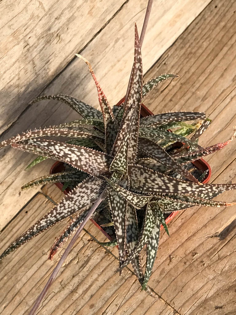 SHPR8384 Aloe bellatula, Madagascar - immagine 3