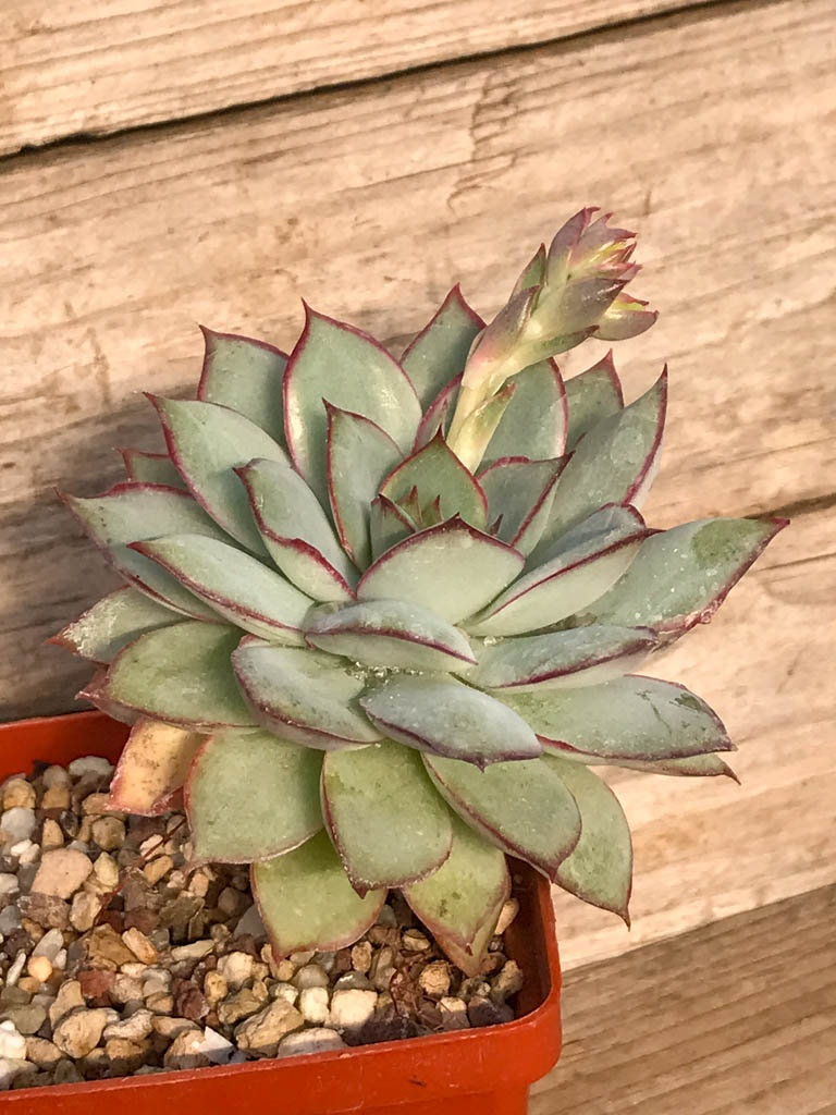 SHPR8385 Echeveria 'Esther' - Image 2