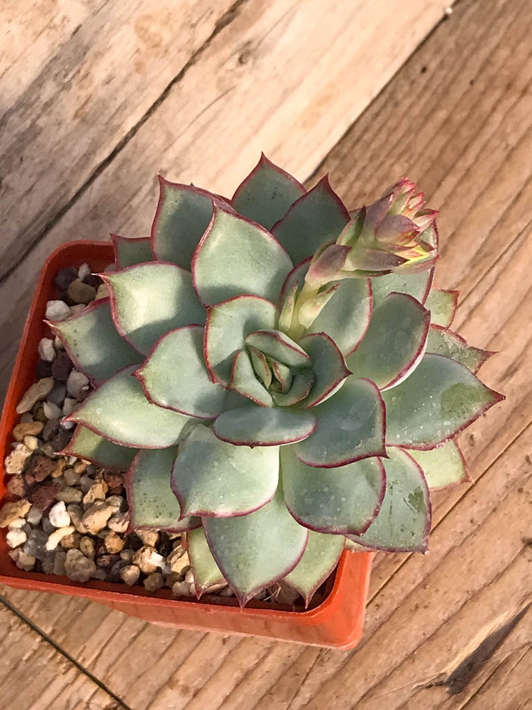 SHPR8385 Echeveria 'Esther' - Image 3