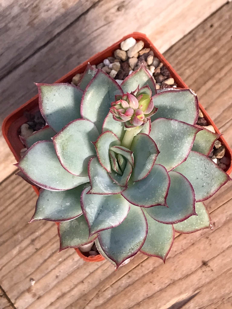 SHPR8385 Echeveria 'Esther'