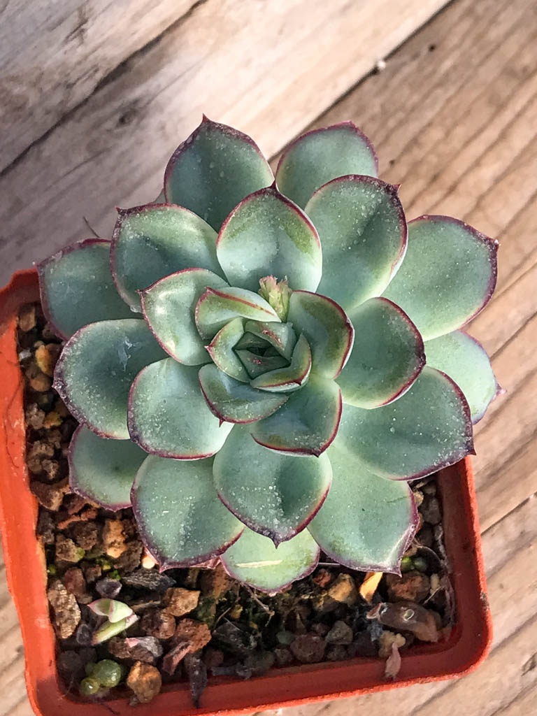 SHPR8385 Echeveria 'Esther' - Image 5