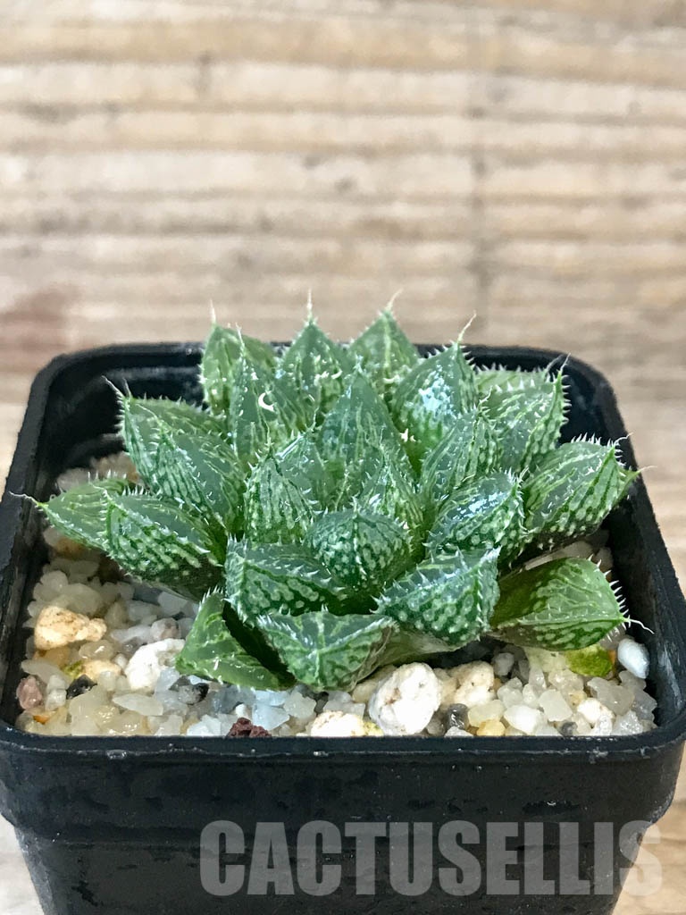 SHPR8388 Haworthia 'Mirrorball' - Зображення 2