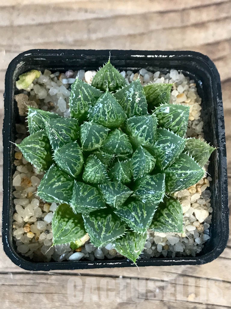 SHPR8388 Haworthia 'Mirrorball'