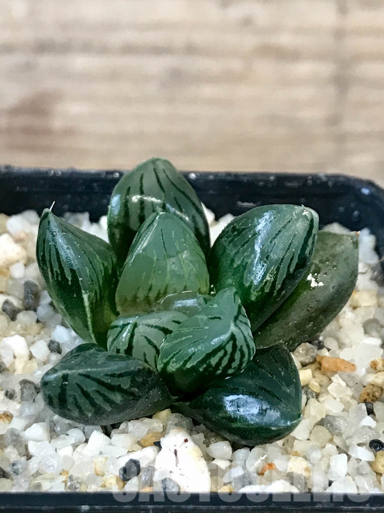 SHPR8392 Haworthia obtusa ‘Black star’