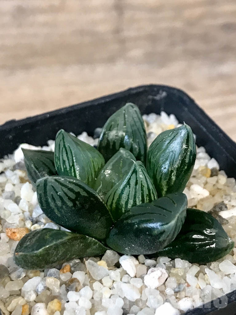SHPR8392 Haworthia obtusa ‘Black star’ - immagine 3