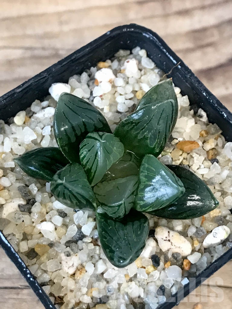 SHPR8392 Haworthia obtusa ‘Black star’ - immagine 4