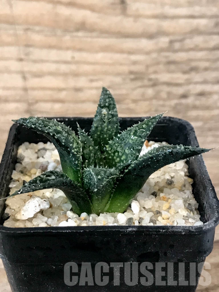 SHPR8394 Haworthia pulchella hybrid - immagine 2