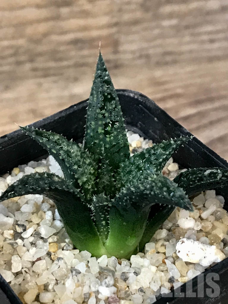 SHPR8394 Haworthia pulchella hybrid