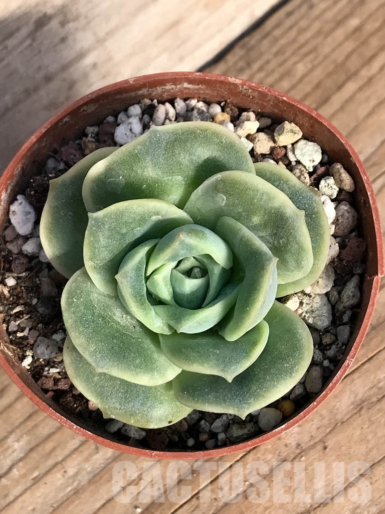 SHPR8405 Graptoveria ‘Lovely Rose’