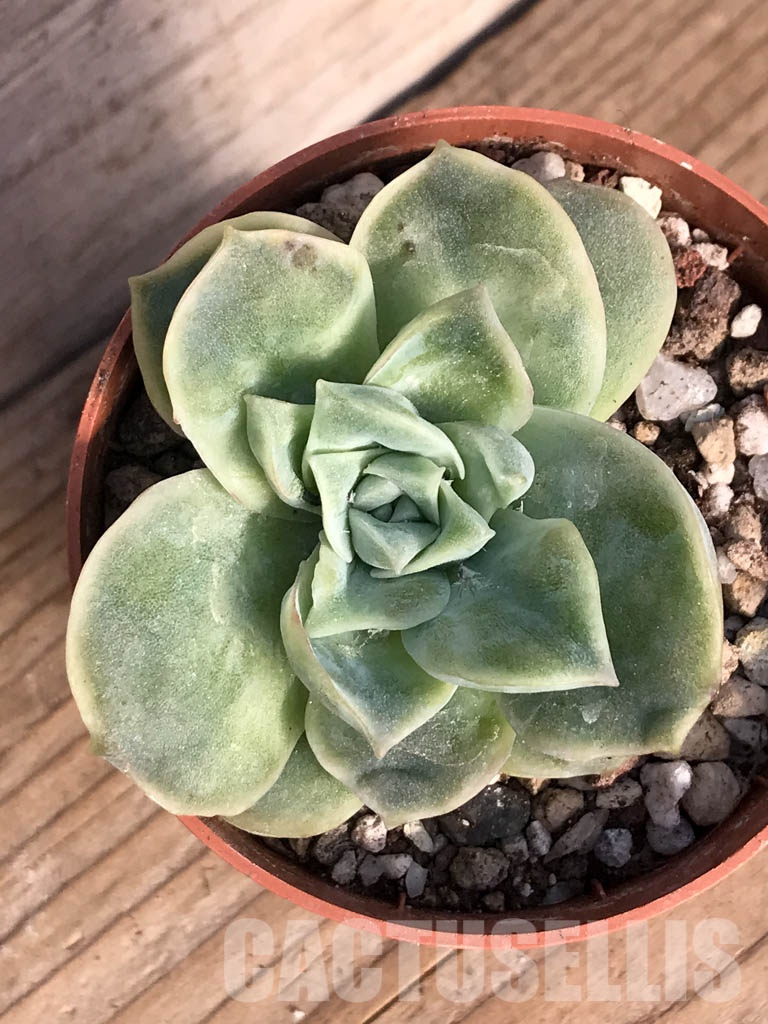 SHPR8405 Graptoveria ‘Lovely Rose’ - Imagen 4