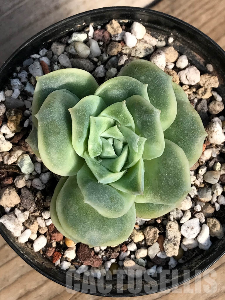 SHPR8405 Graptoveria ‘Lovely Rose’ - Imagen 6