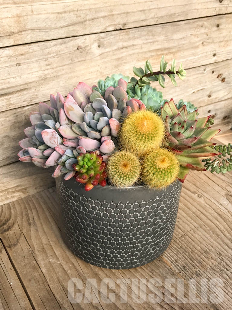 CM109 Композиция сукулентни растения в керамична кашпа - Image 2