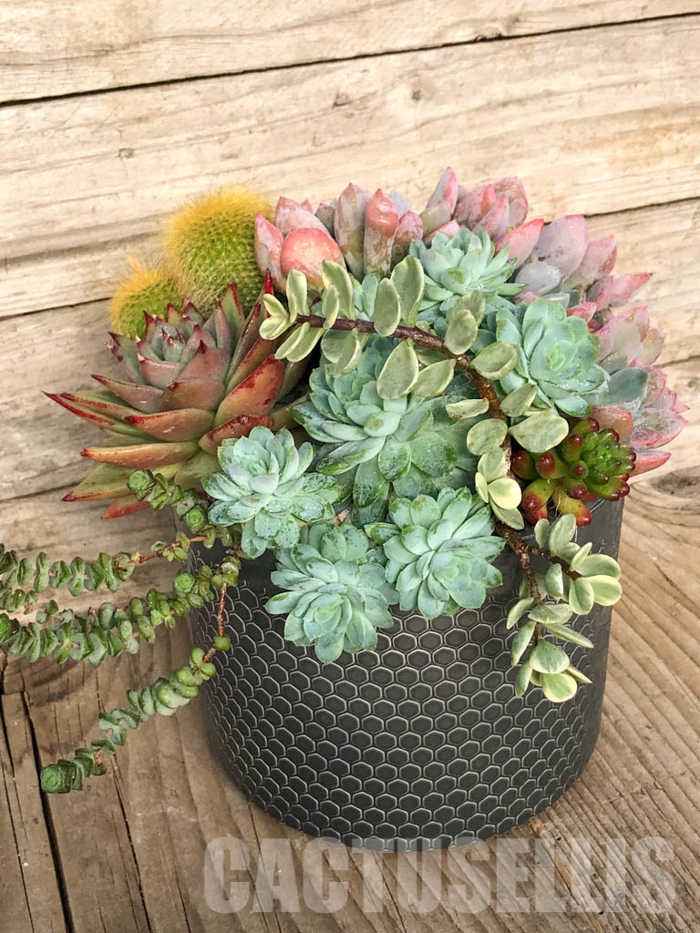 CM109 Композиция сукулентни растения в керамична кашпа - Image 3