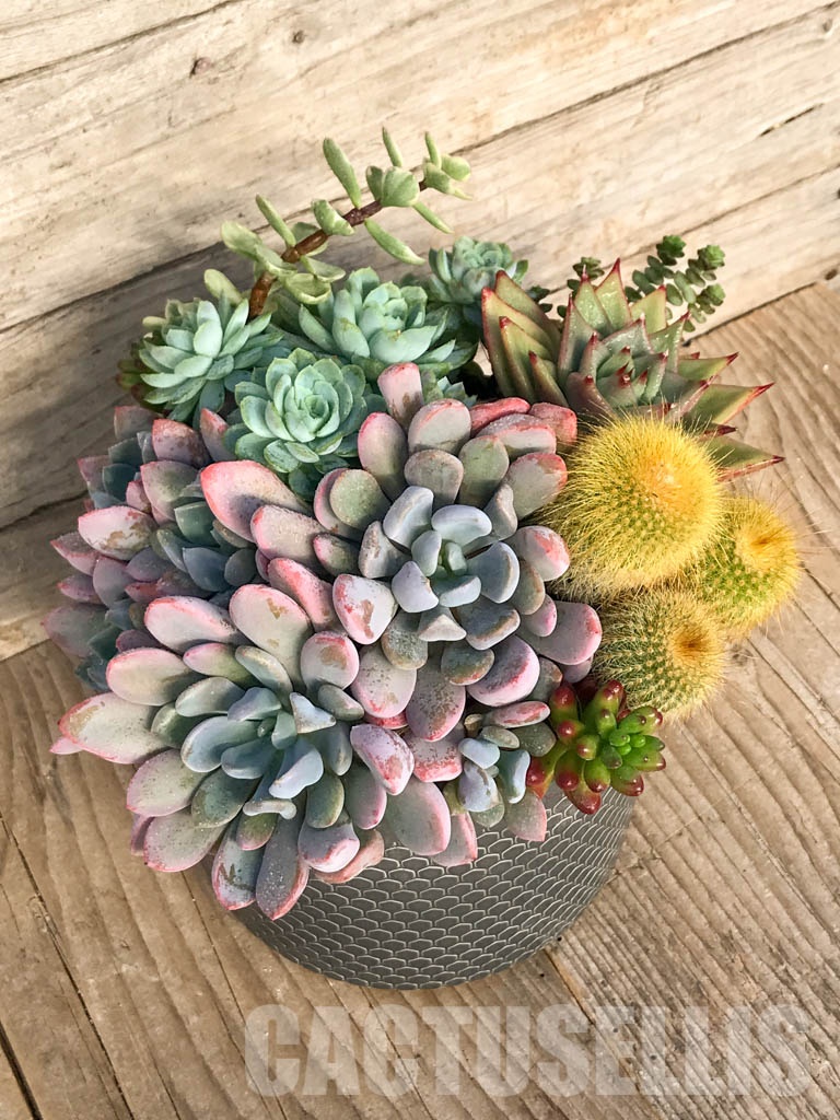 CM109 Композиция сукулентни растения в керамична кашпа