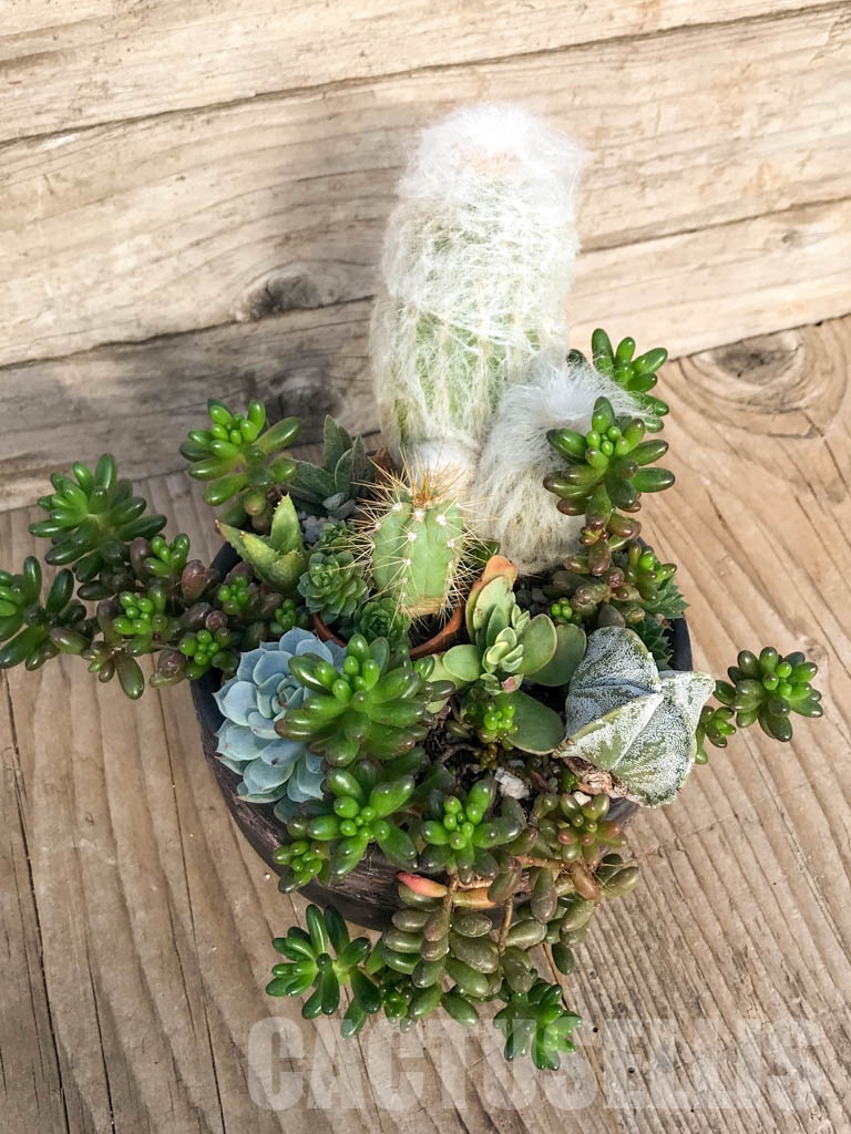 CM108 Композиция сукулентни растения в керамична кашпа - Кактус онлайн