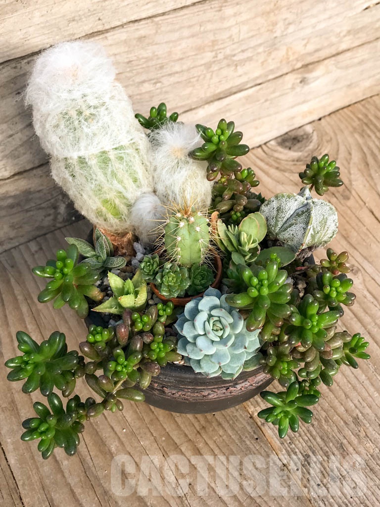 CM108 Композиция сукулентни растения в керамична кашпа - Image 4