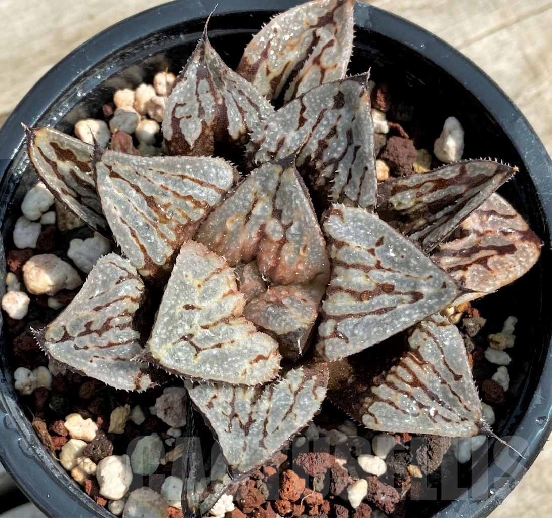 SHPR8662 Haworthia picta 'Kyo-no-Koi' - 画像 (2)
