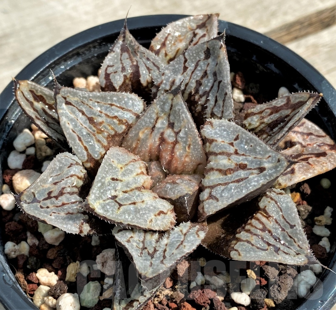 SHPR8662 Haworthia picta 'Kyo-no-Koi' - 画像 (3)