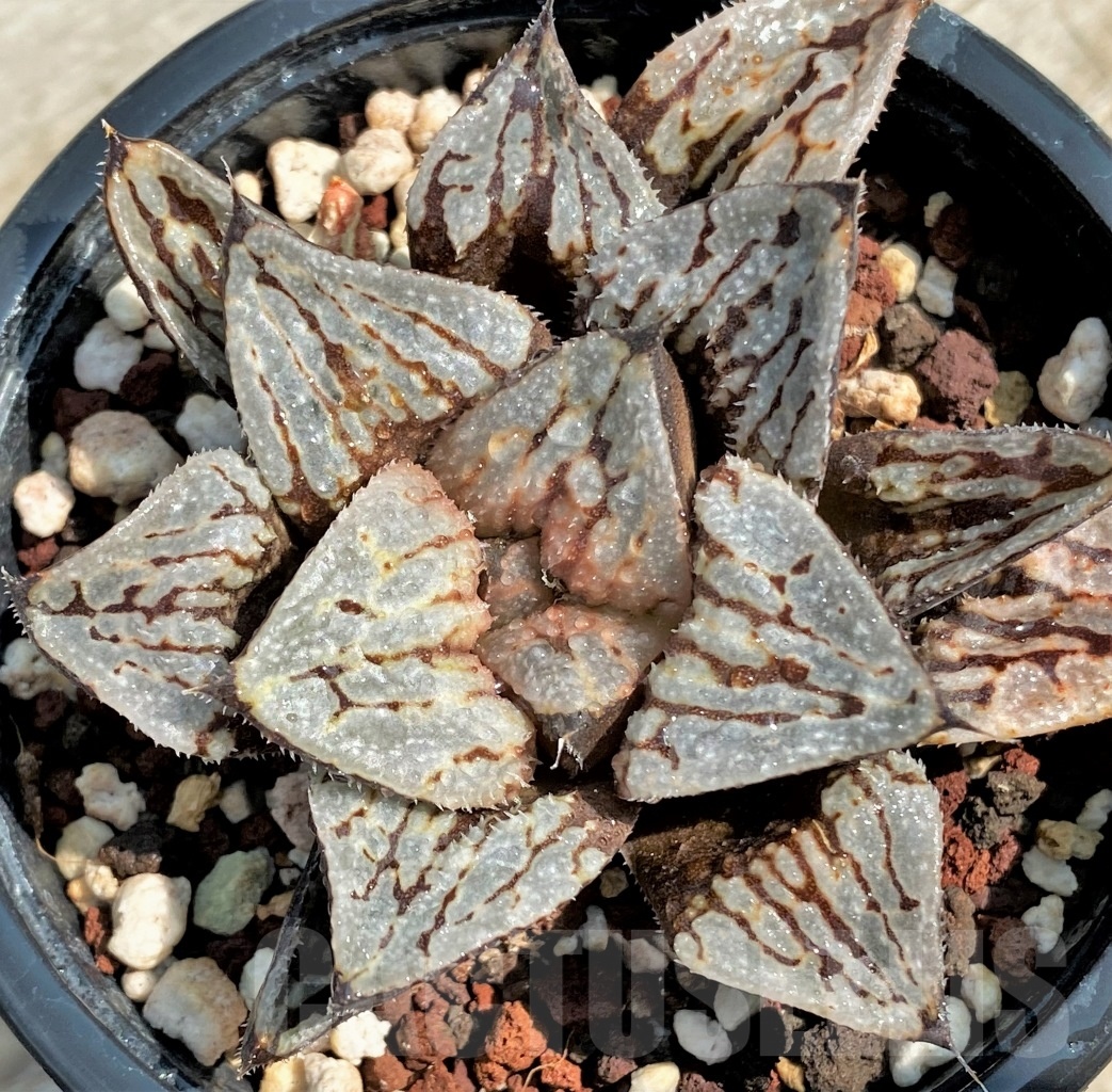 SHPR8662 Haworthia picta 'Kyo-no-Koi'