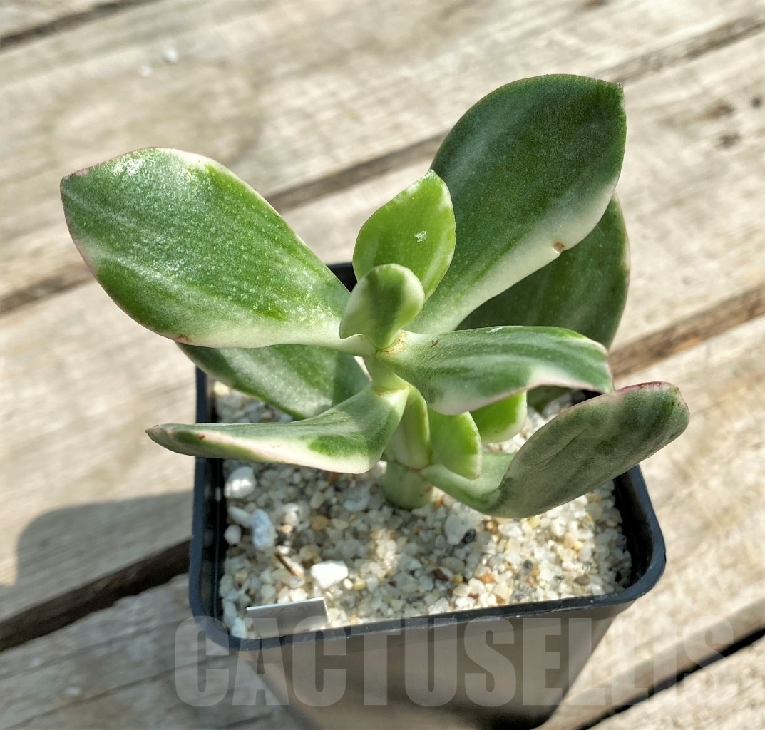 SHPR12690 Crassula ovata white