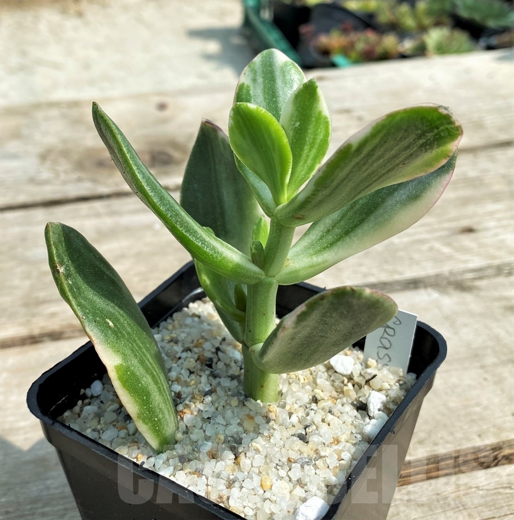 SHPR12690 Crassula ovata white - Image 2