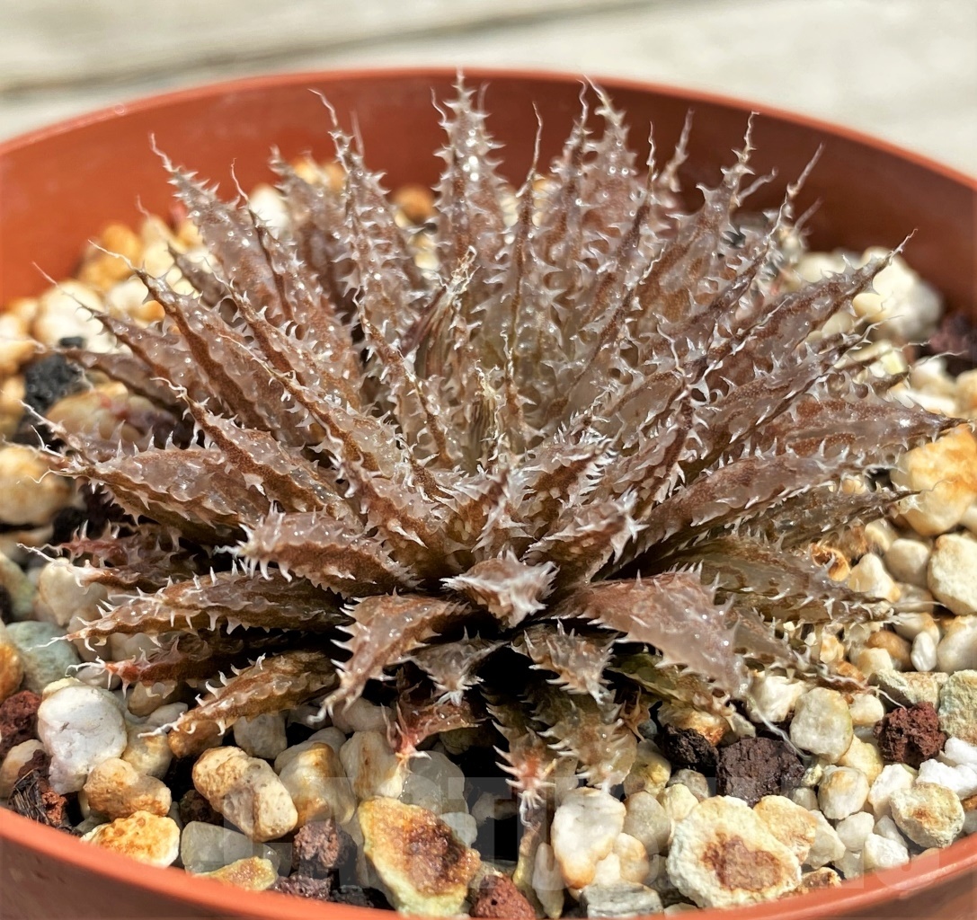 SHPR12691 Haworthia herbacea hybrid