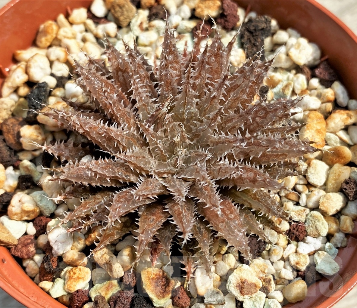 SHPR12691 Haworthia herbacea hybrid – Image 2