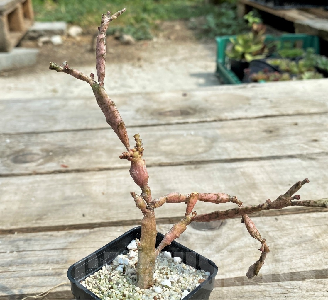 SHPR12692 Euphorbia platyclada