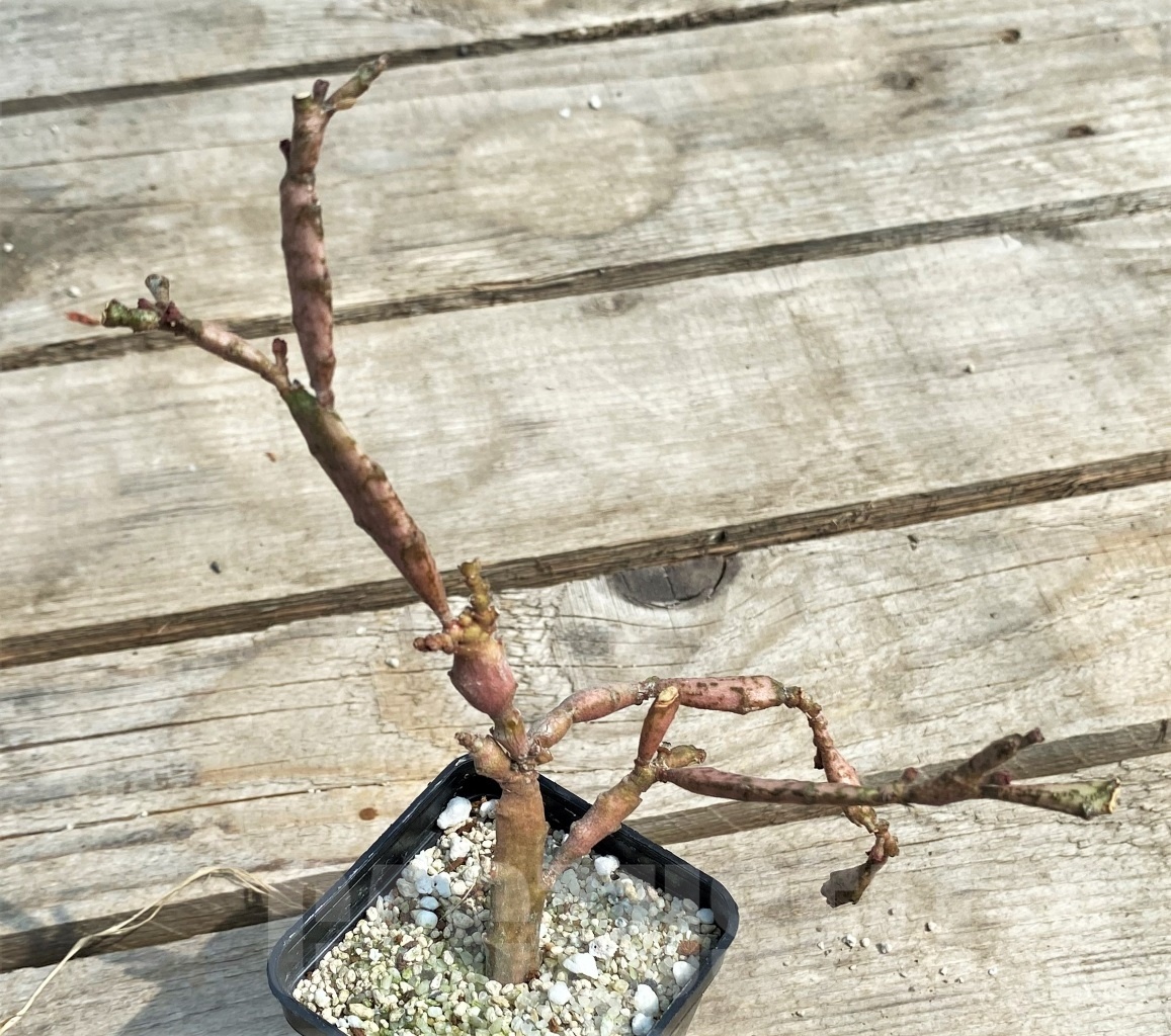 SHPR12692 Euphorbia platyclada – Image 2