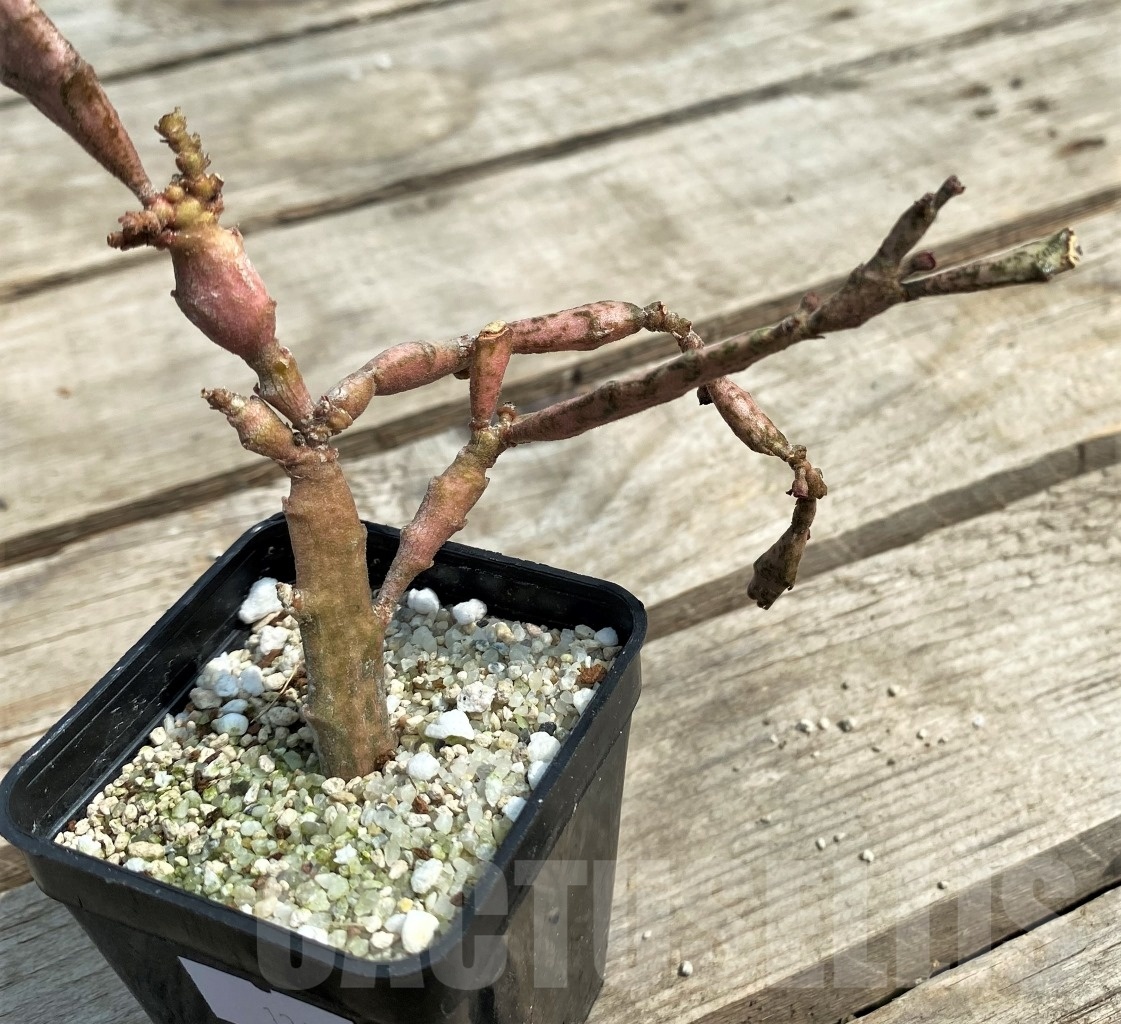 SHPR12692 Euphorbia platyclada – Image 3