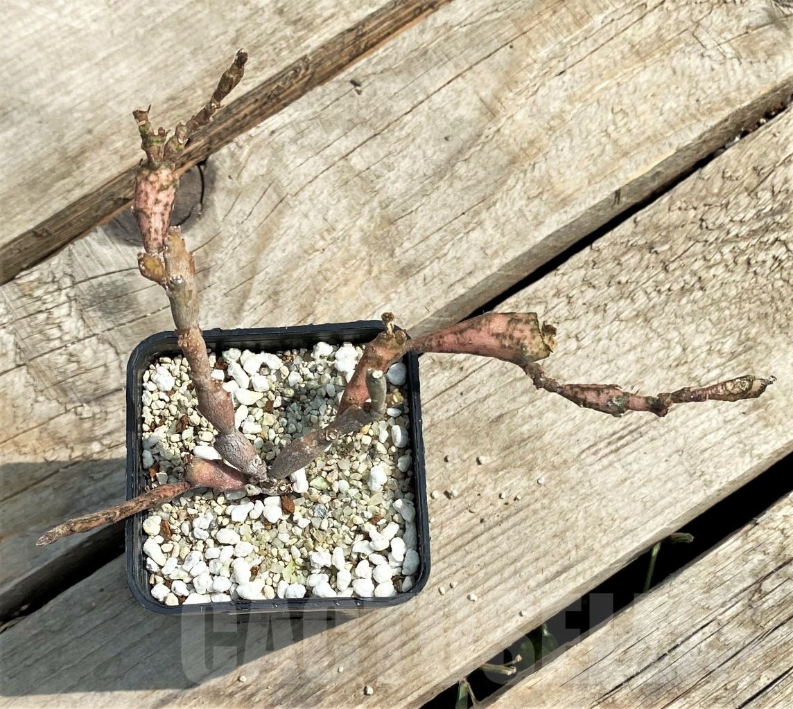 SHPR12693 Euphorbia platyclada – Image 2