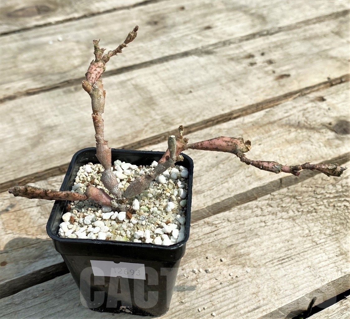 SHPR12693 Euphorbia platyclada