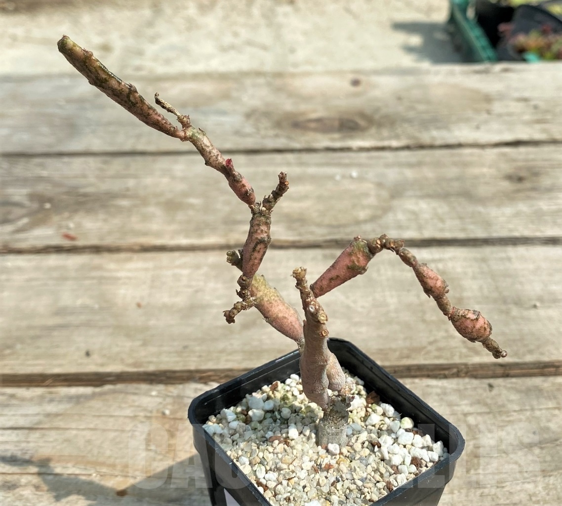 SHPR12694 Euphorbia platyclada – Image 2