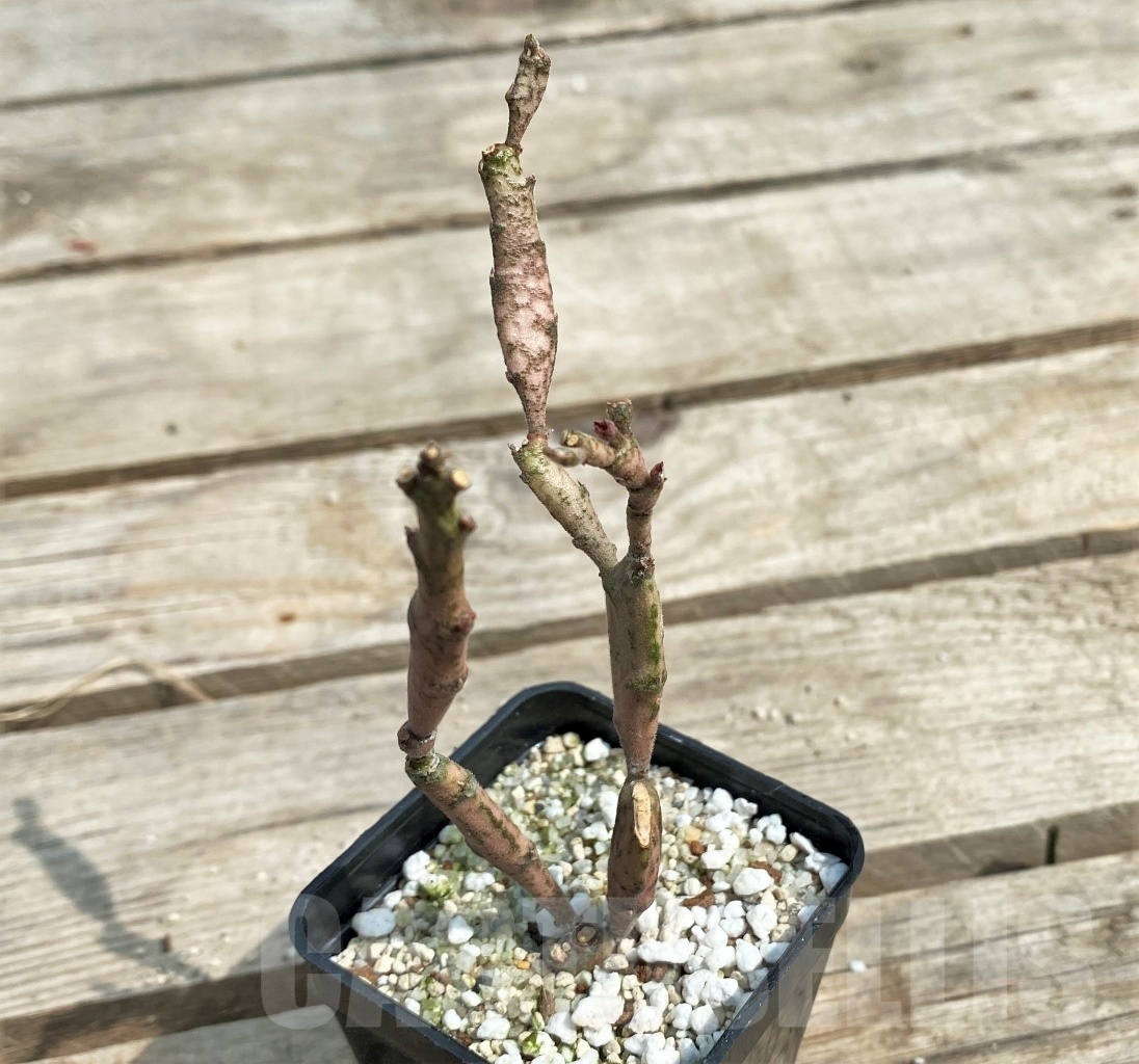 SHPR12695 Euphorbia platyclada - Image 2