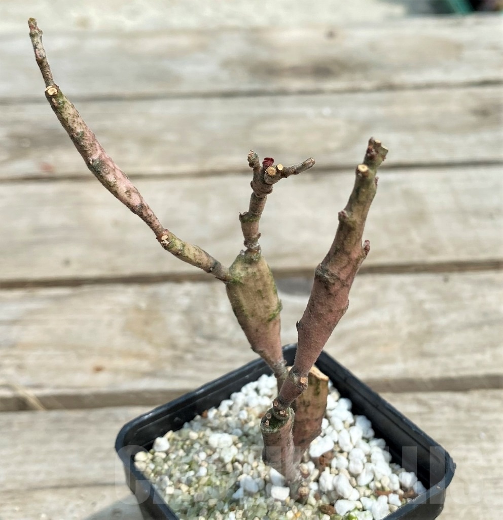 SHPR12695 Euphorbia platyclada